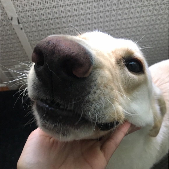 Meet your Posher, Noah - Picture 1 of 1